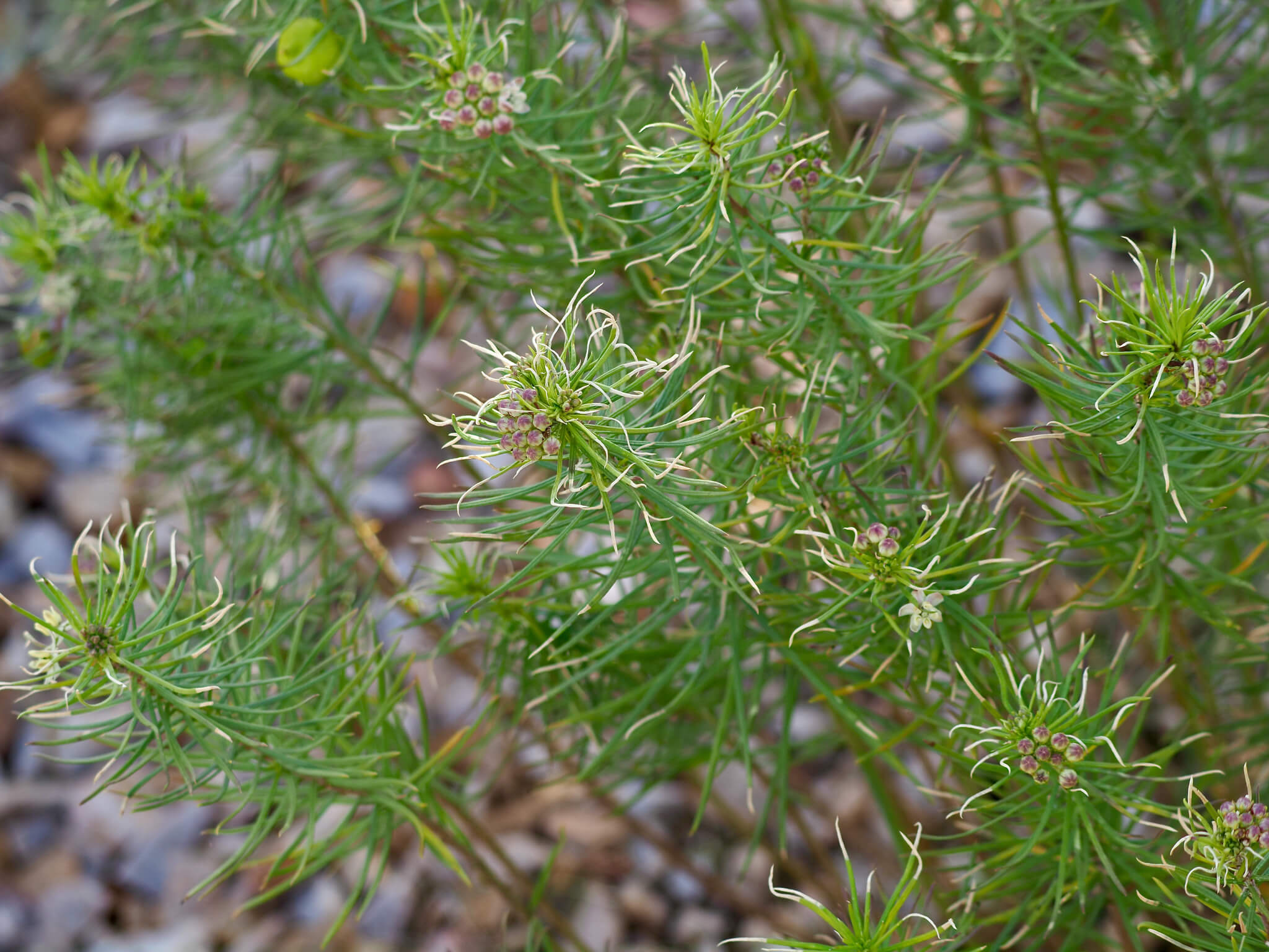 Asclepias linaria